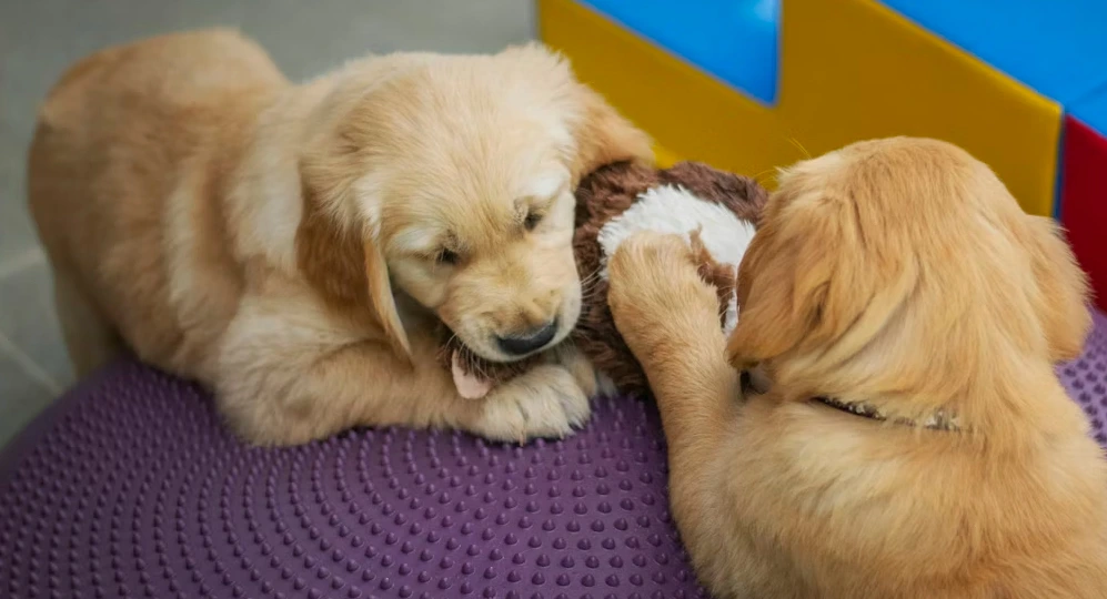 golden retriever puppies on a purple ball in studio